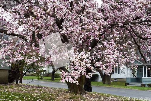 Image of Cherry Blossoms