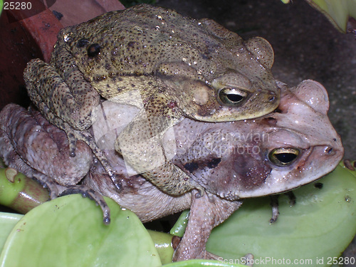 Image of Frogs