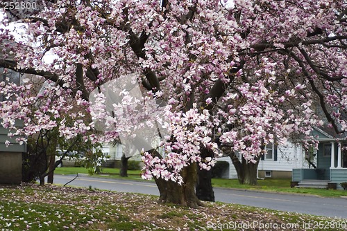 Image of Cherry Blossoms