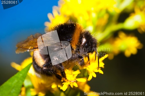 Image of Bumblebee