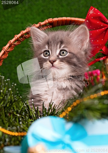 Image of Cute gray kitten