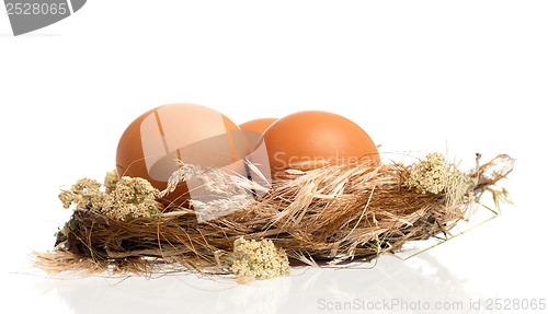 Image of Eggs in nest