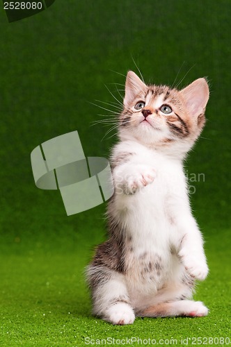 Image of Cute kitten