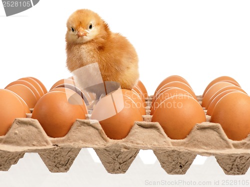 Image of Eggs and chicken