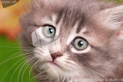 Image of Cute gray kitten