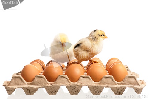 Image of Eggs and chicken