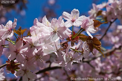 Image of Cherry blossom