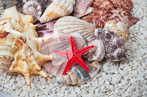 Image of Seashells