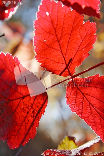 Image of red leaf