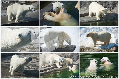 Image of Polar bears