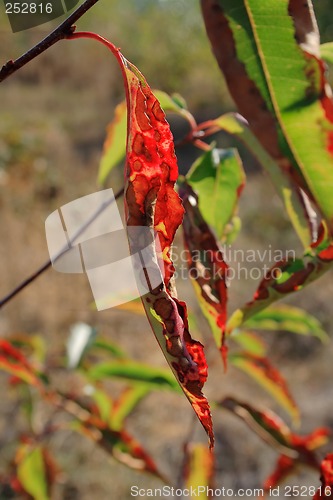 Image of dotted leaf