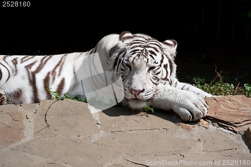 Image of White Tiger