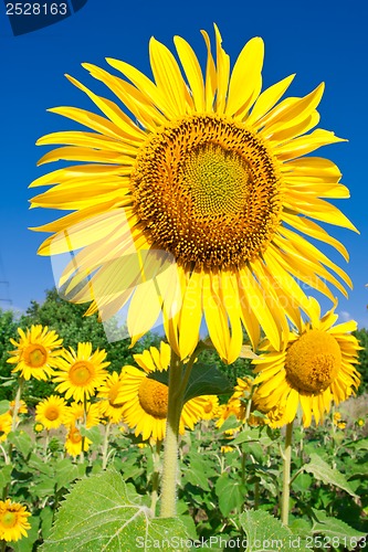 Image of Sunflower