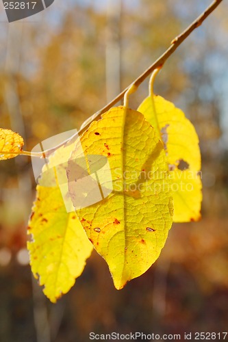 Image of yellow leaves