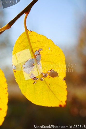 Image of yellow leaf