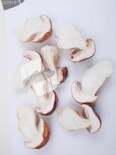 Image of Porcini Mushroom