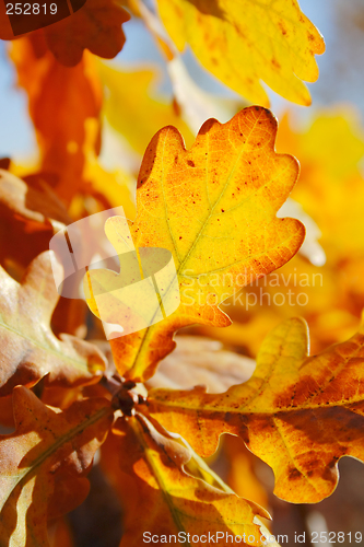 Image of warm oak leaves