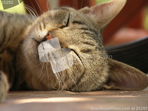 Image of sleeping cat