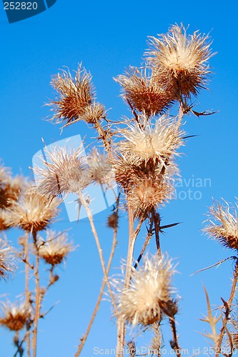 Image of autumn - dry thistle