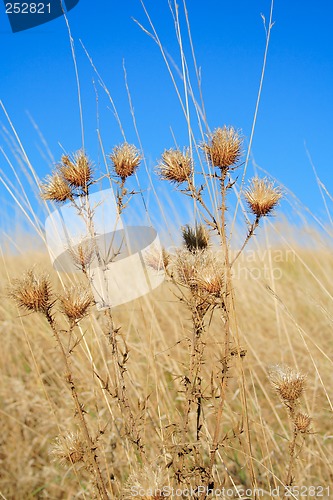 Image of autumn - dry thistle