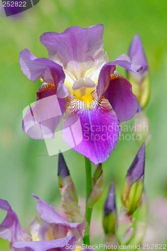 Image of iris flower