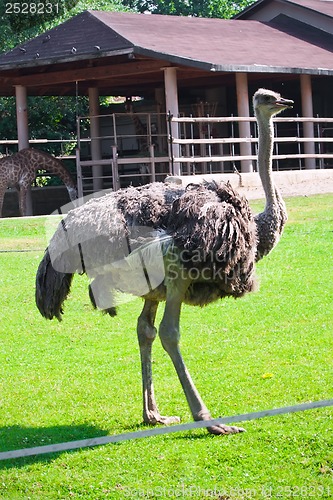 Image of Ostrich