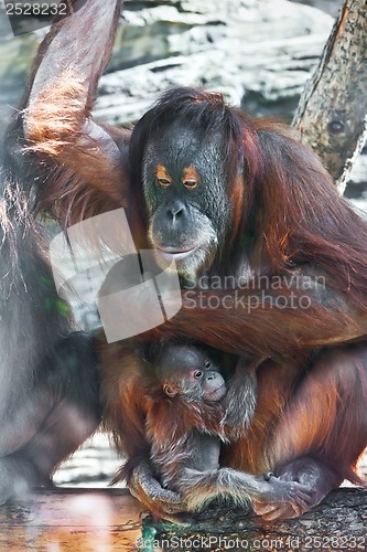 Image of Orangutan