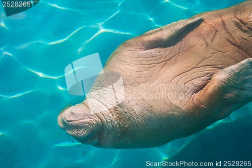 Image of Walrus