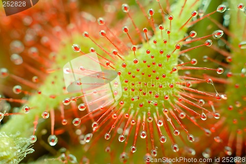 Image of sundew - Drosera capillaris