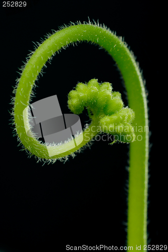 Image of sundew - Drosera capensis