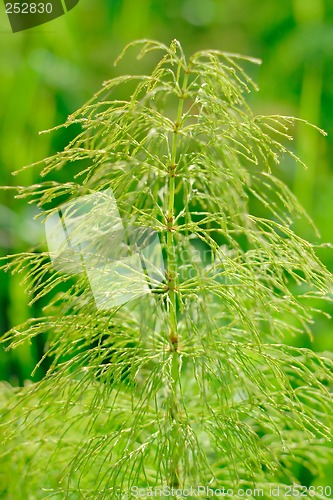Image of Equisetum silvaticum