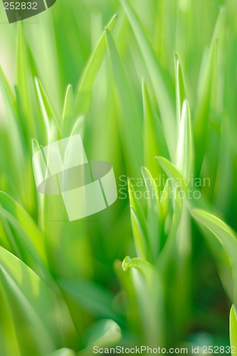 Image of green leaves