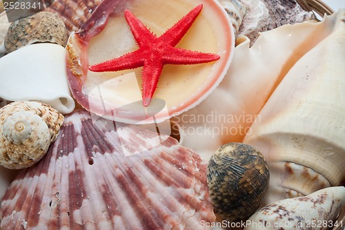 Image of Seashells