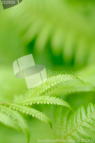 Image of fern leaf