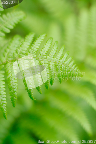 Image of fern leaf