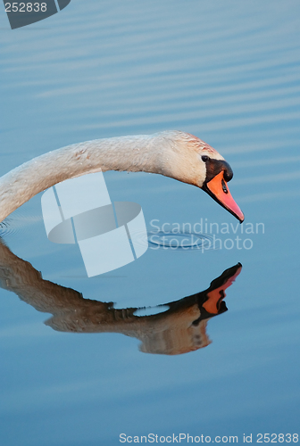 Image of head of a mute swan