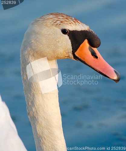 Image of head of a mute swan