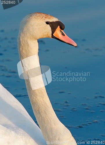 Image of portrait of a mute swan