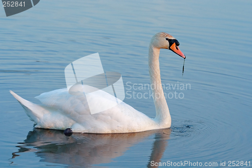 Image of dinner of a wild mute swan