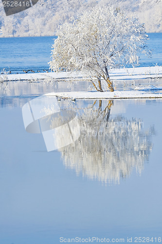 Image of frosty trees