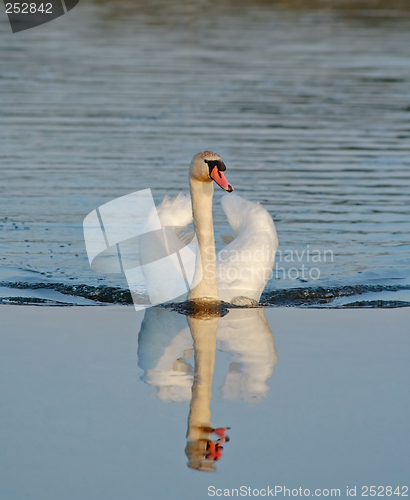 Image of swimming wild mute swan