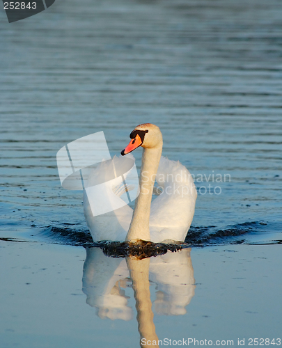 Image of swimming wild mute swan