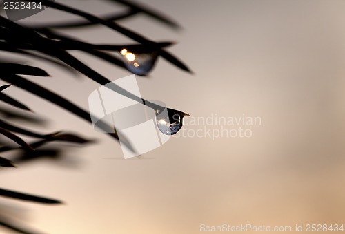 Image of Silhouette of water drop on pine-needle at evening