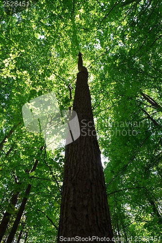 Image of Green forest