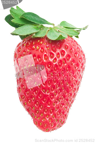 Image of Strawberry