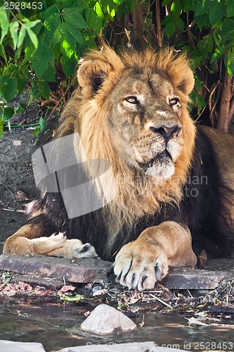 Image of Lion