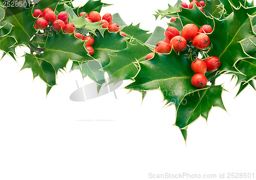 Image of Holly