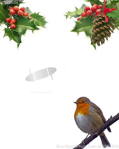 Image of Robin