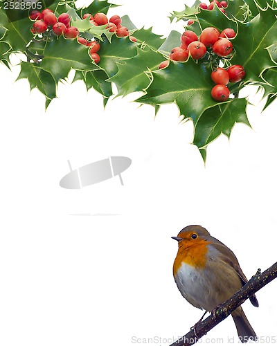 Image of Robin