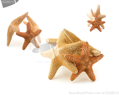 Image of Starfish